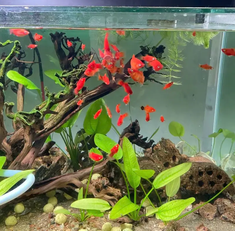 Lazy Red Worm  Thức ăn cám trùng huyết sâu đỏ giàu dinh dưỡng đạm cao kích thích cá lên màu tăng size nhanh cho cá cảnh (Viên dán) 5