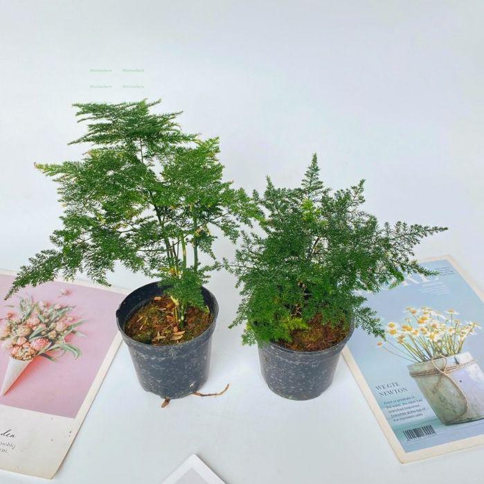 Product Introduction of Cây Thủy Tùng Mini - Chiều Cao 20cm, Trang Trí Bàn Làm Việc 56