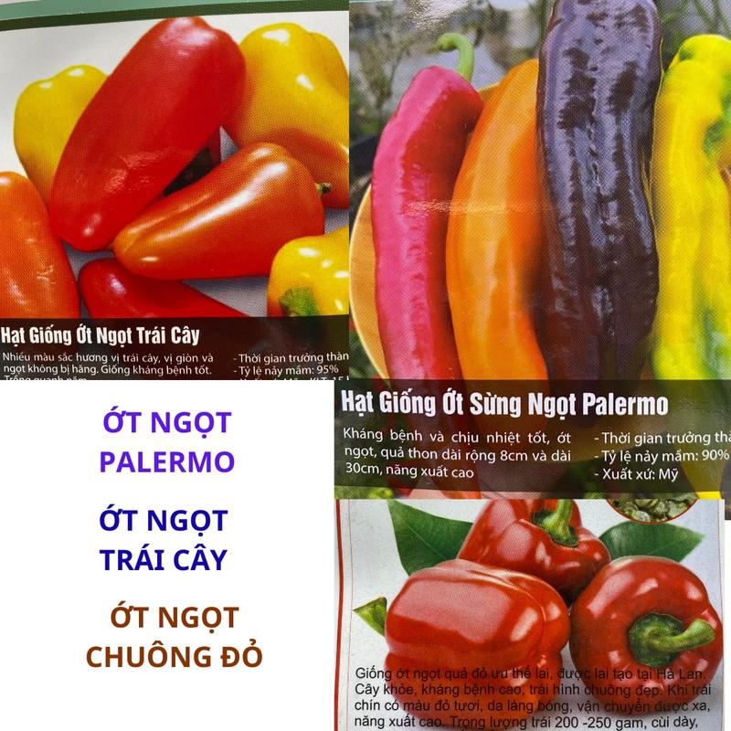 Hạt giống ớt NGỌT đỏ, PALERMO, ớt TRÁI CÂY trồng chăm sóc dễ, thu hoạch sau 80-90 ngày