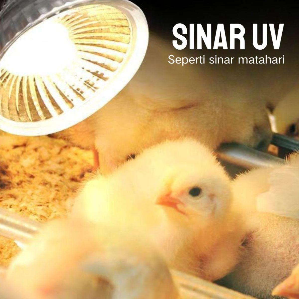 Terbaik untuk Ikan Kadal & Buaya: Lampu Kepiting Berjemur UVB & Pemanas, Suhu & Kecerahan Dapat Disesuaikan – Model [Model Name], Panjang [Panjang cm], Lebar [Lebar cm]