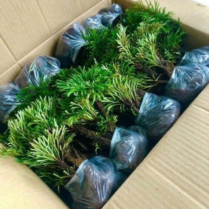Trường Sinh Thảo Trồng Bonsai,Hòn Non Bộ,Tiểu Cảnh Sân Vườn,Bàn Làm Việc,Hồ Cá Koi …. 1