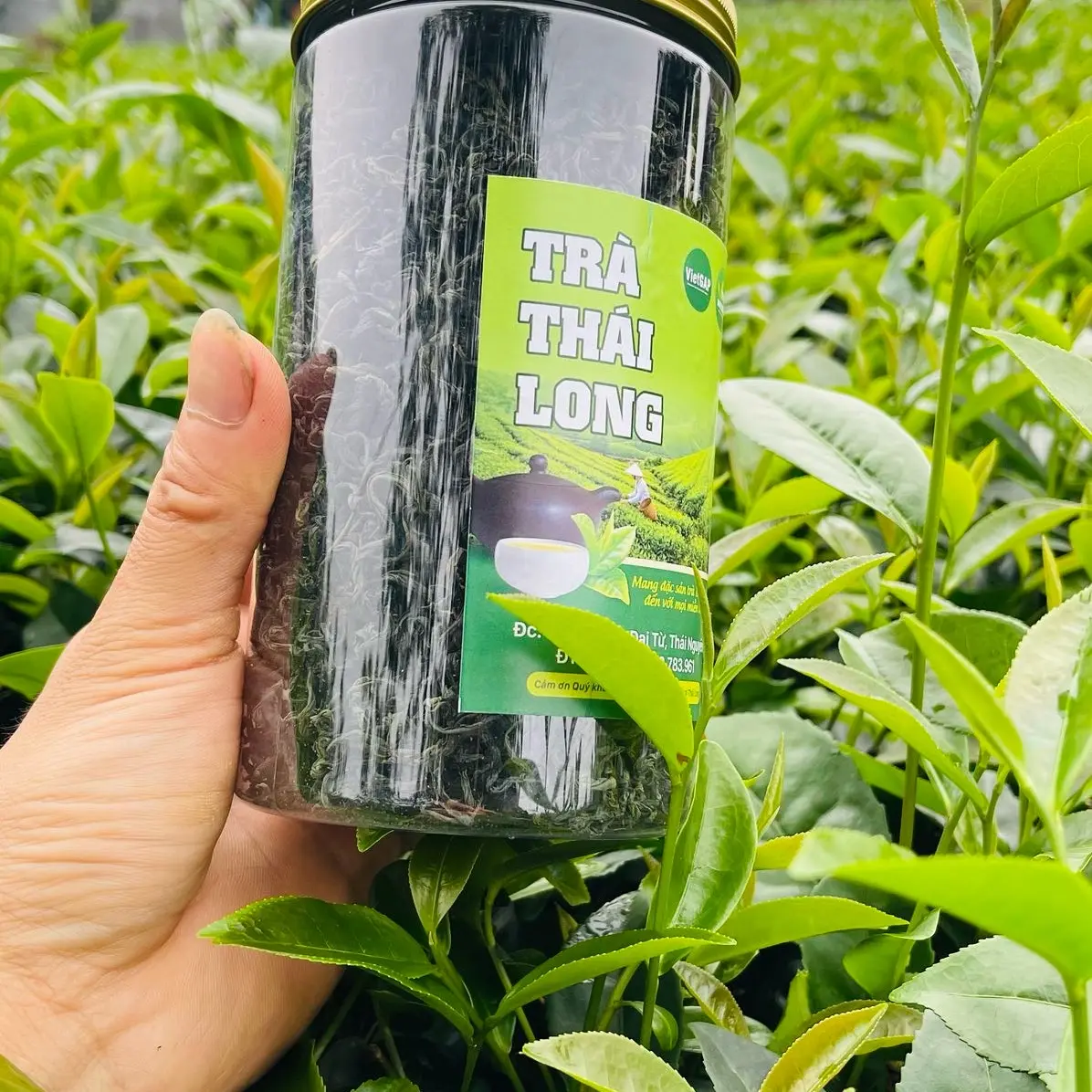 Trà búp truyền thống thái nguyên (160k/1kg)