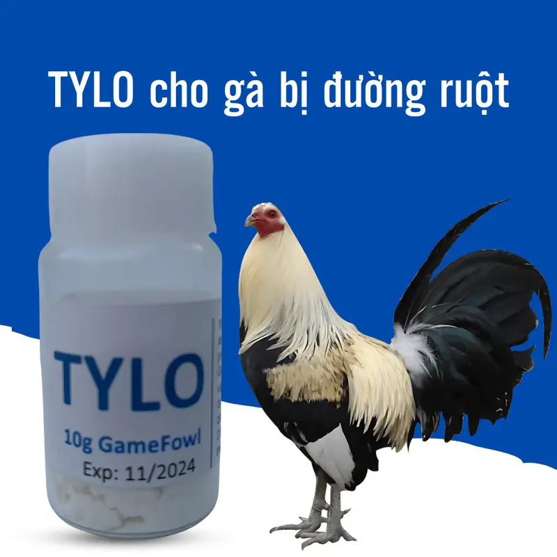 TYLO cho gà bị đường ruột ăn không tiêu 10gr 0