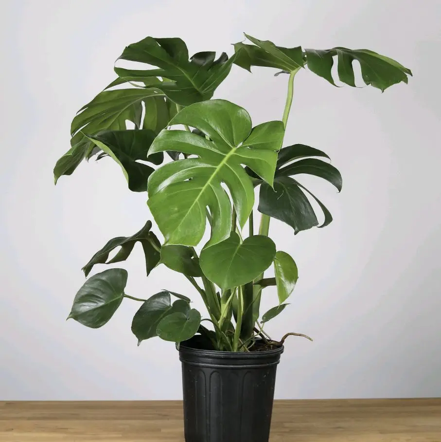 MONSTERA _ Trầu Bà Lá Xẻ, cây đẹp như an, cao 50_60cm lá to, hàng chuẩn đẹp