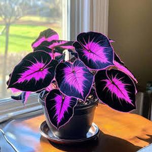 500 granos de caladio modelo alto porcentaje de germinación,ideal para jardines y decoración interior,hojas vibrantes de verde intenso con manchas rosadas,rojas o blancas