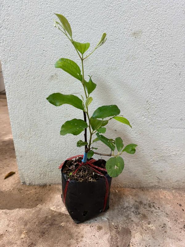 Cây giống Táo Thái Da Xanh Thế Hệ Mới Loại Bịch Nhỏ