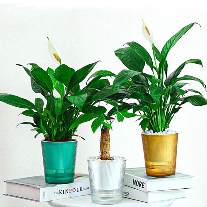Product Introduction of Transparent circle Home Decoration With Cotton Rope Automatic Water Absorption Hydroponics Watering Planter Self-watering Self Watering Flower Pot Lazy Flowerpot 12