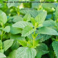 Gambar Vinnatsu Catnip Ball Kucing Cat mint Ball Catnip Kucing Anti Stres Snack Kucing (Biru/Hijau/Merah muda) - Hijau dari Vinnatsu MALL2 Kab. Tangerang 4 Tokopedia