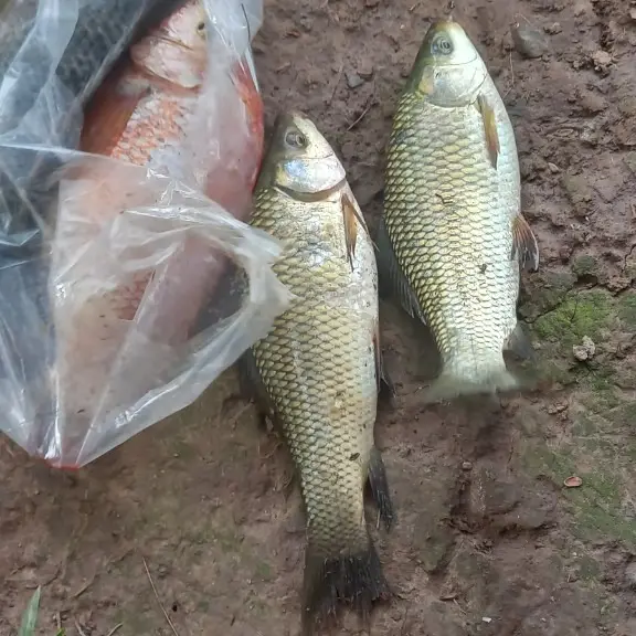 combo 4500g cám tặng 1 tơ nhện#tơnhện#trạngtháimồicâu#bộttaorong Đi Câu Fishing Bắt Cá Câu Cá Fish 4