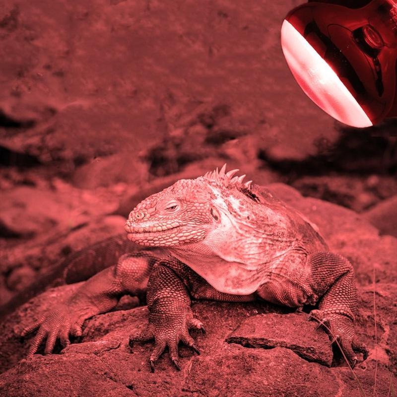 Product Introduction of Durable UVA Led Pet Heating Lamp Adjustable 4 Kinds UVA Day Night Bulb Infrared 220-230V Reptile Heat Bulb Snake 52