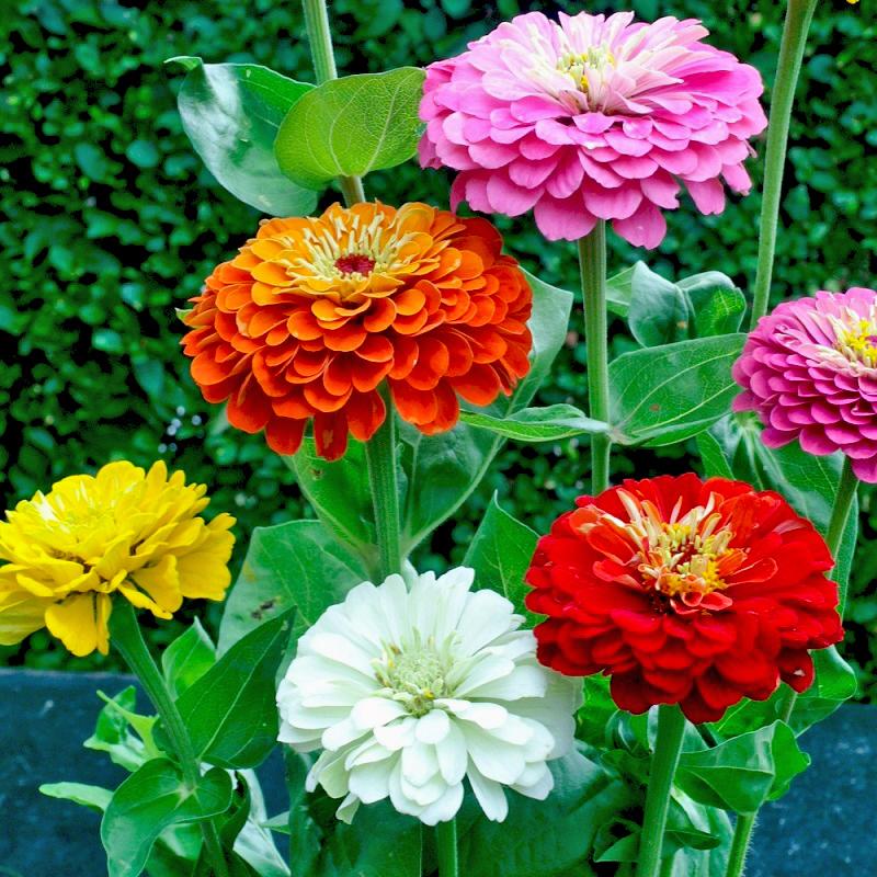 hạt giống hoa cúc lá nhám nhiều màu tặng phân bón