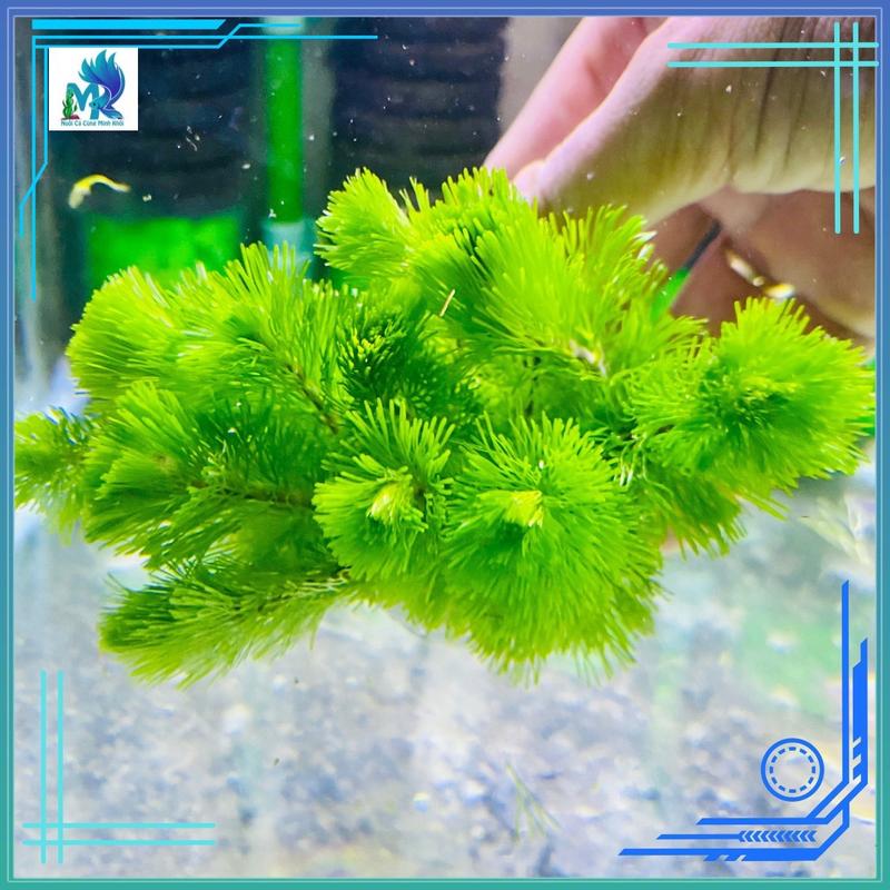 La hán xanh, chậu nhựa trang trí hồ cá 12-17 ngọn  thuỷ sinh bể cá - Cây thủy sinh