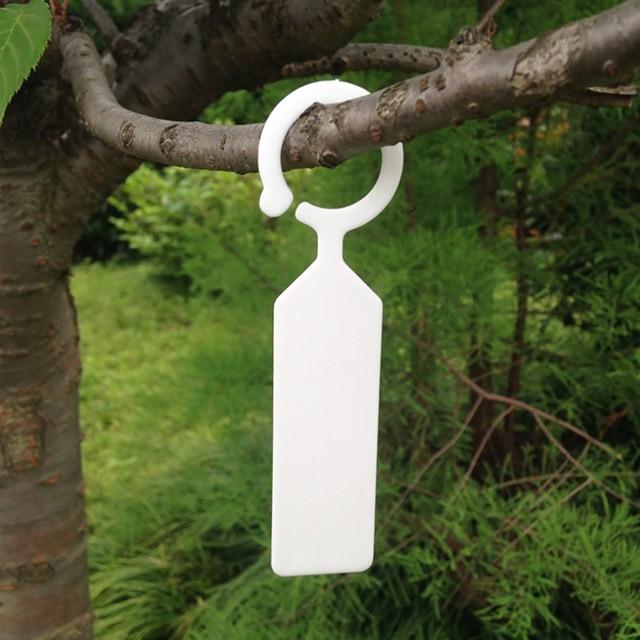 Product Introduction of benih unggul anggur import , 80cm-1 meteran 5