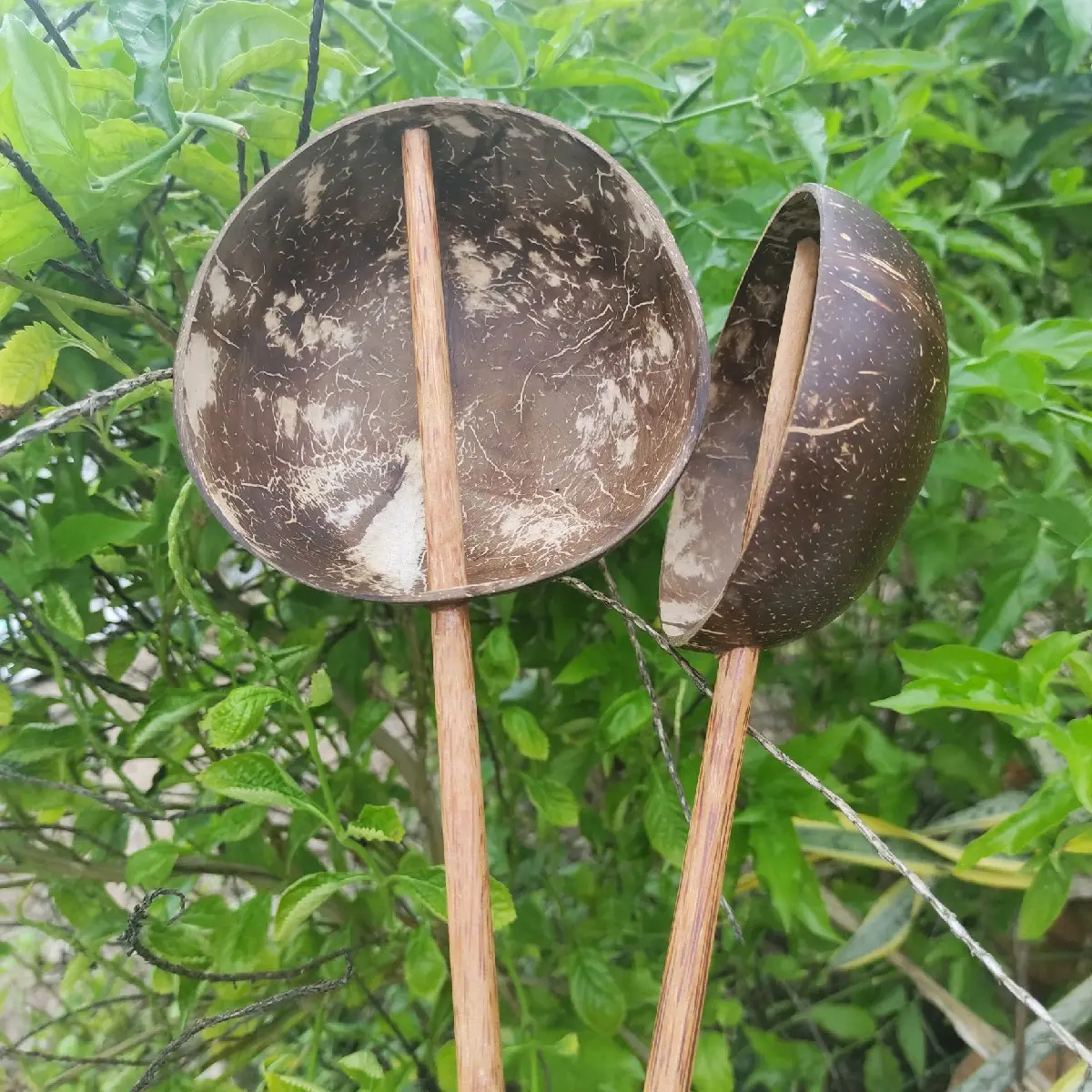 GÁO DỪA MÚC BỘT TRÁNG BÁNH SẢN PHẨM TỰ NHIÊN