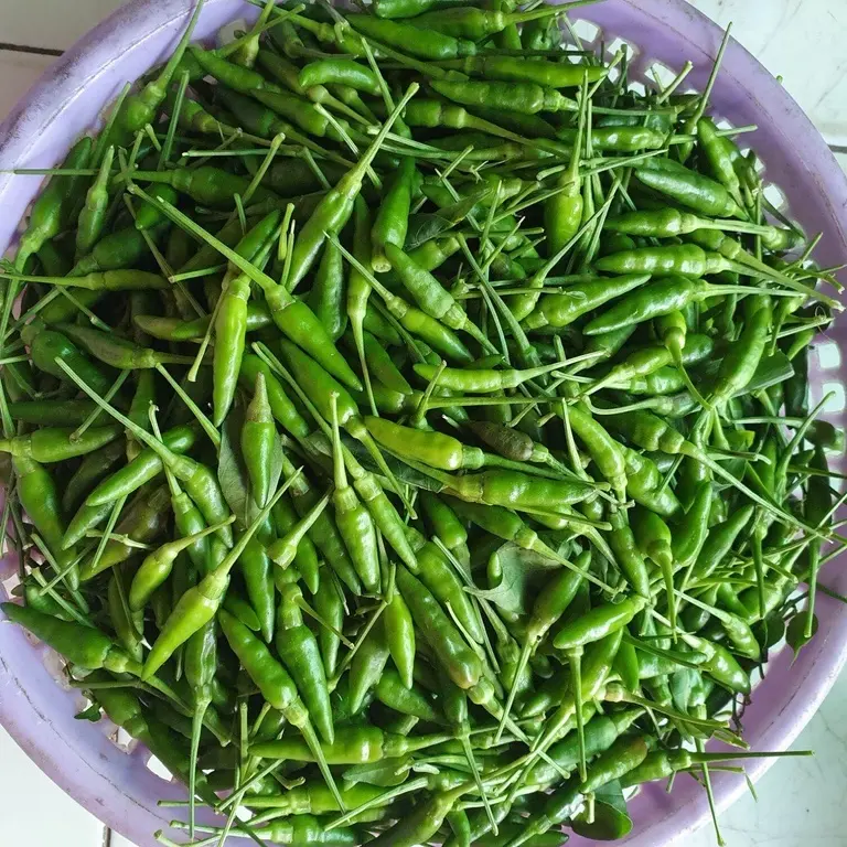 Hạt Giống Ớt Hiểm Xanh, Ớt Chỉ Thiên, Ớt Sừng Vàng - hat giống 4 mùa 4
