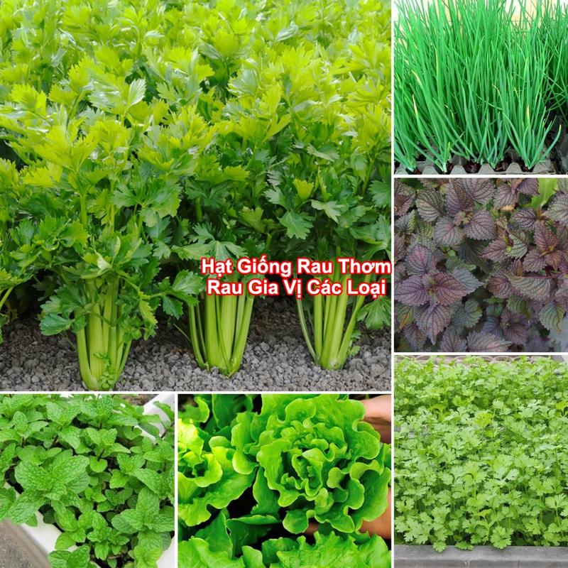 Hạt Giống Rau Thơm, Rau Gia Vị & Rau Củ Quả - Dễ Trồng Ăn Quanh Năm, Nảy Mầm…
