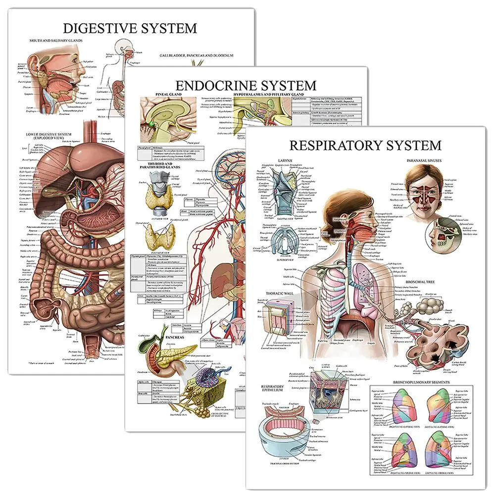 Anatomy System Poster Set, 3pcs/set Wall Mounted Study Paper, School & Educational Supplies
