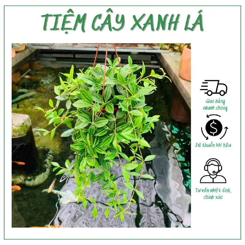 Chậu cây Bình an treo sức sống cao, Tiệm cây xanh lá 0