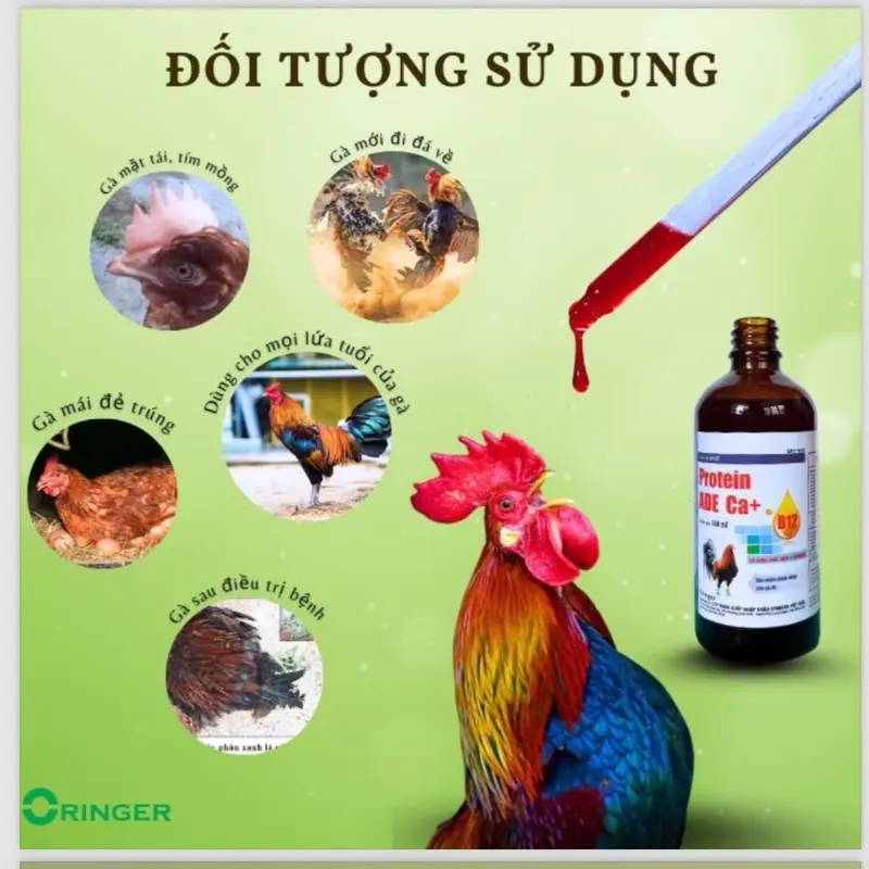 Protein ADE Ca+B12 (100ml) uống nuôi dùng cho đá, mau lên cơ, tăng bo, lì đòn, hừng hực, sung , tăng đề kháng  vào chế độ tốt.  nuôi tổng hợp cho gà tơ xung căng 7