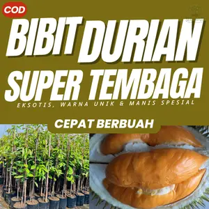 Bibit Durian Super Tembaga Okulasi Cepat Berbuah Super Jumbo  Pohon Durian Unggul Asli  Bergaransi Sertifika