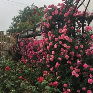 Semillas de Rosa Mixta 100 Granos Aprox. Flores Multicolor (Rosa/Rojo/Blanco)  Germinación Fácil  Ideal para Jardines Verticales