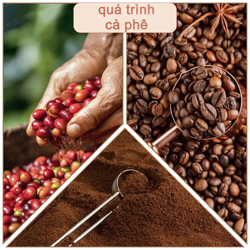 【COD】【 Mua 1 tặng 2,Có 3 Hộp】Phượng hoàng lửa cà phê đen hòa tan Cà phê đen đặc sản 0 đường Có thể pha với nước nóng hoặc nước lạnh 4