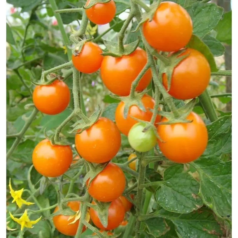 Garden Id Bibit Benih Tanaman Aneka Tomat Cherry Varian Sayuran Unggulan Tomat Cherry Kuning Golden Sweet Lengkap di Garden id 2