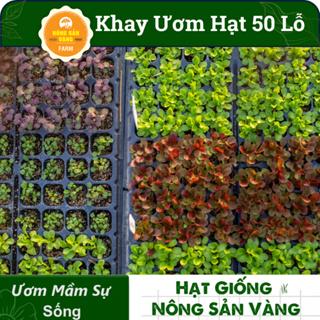 Khay Ươm Hạt Giống 50 Lỗ Kích Thước 55*30*5.5 cm , Vỉ Ươm Giúp Cho Hạt Nảy Mầm Tốt - Nông Sản Vàng 4