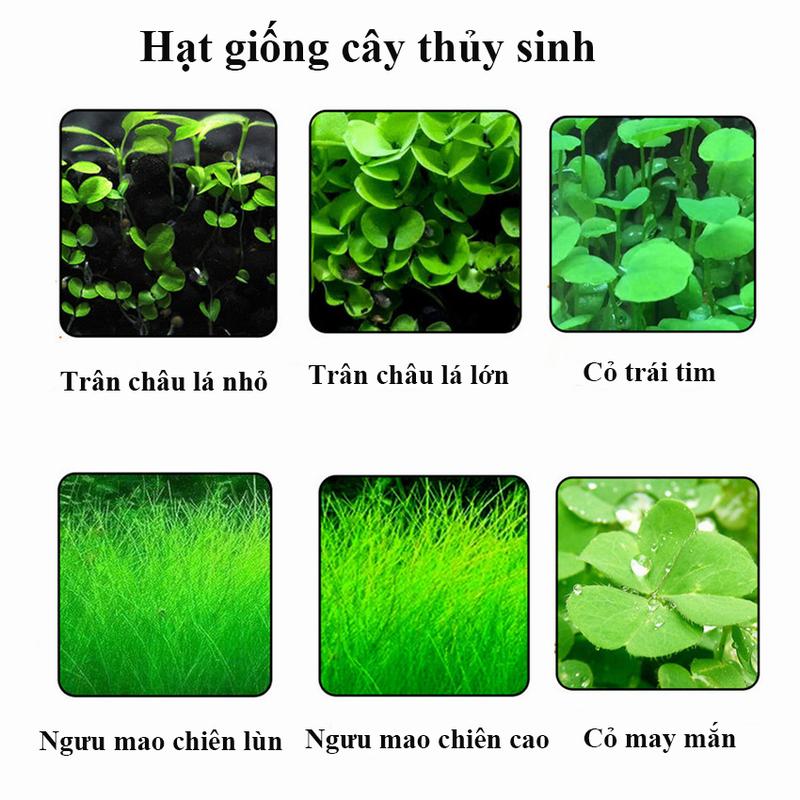 hạt giống cây trồng thủy sinh