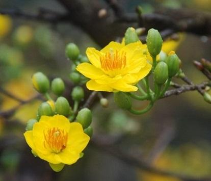 Phân bón lá hỗ trợ chống rụng cánh hoa mai vàng hoa giấy hoa lan 2