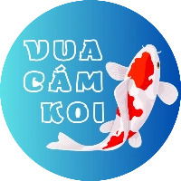 Cám Cá Koi - VuaCamKoi