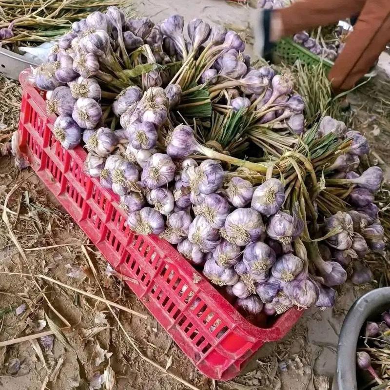 3kg tỏi Ta kinh môn thơm ngon củ to loại 1 2