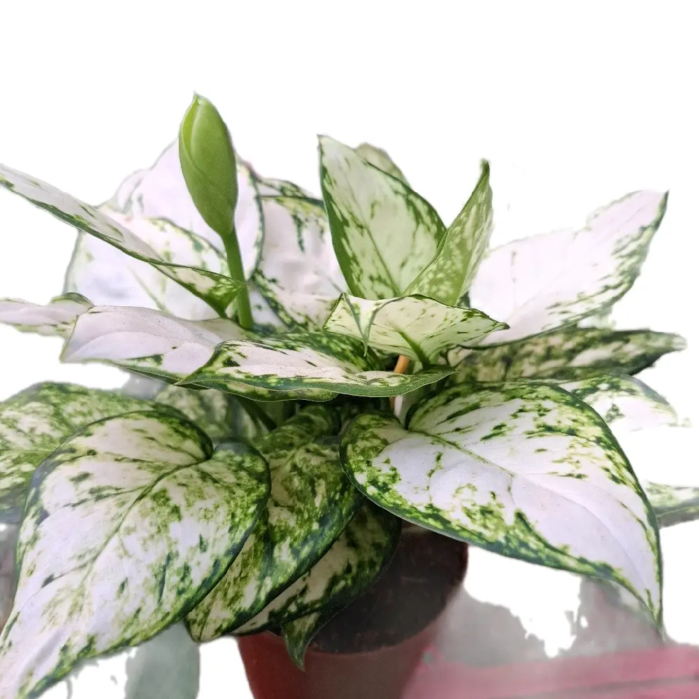 Vạn Lộc Trắng ( chậu 2 thân ) rất đẹp và dễ trồng, cây sống trong nhà