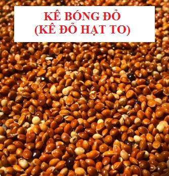 HẠT KÊ BÓNG ĐỎ  ĐỎ TO  DÀNH CHO YẾN PHỤNG CHIM VÀ MỌI DÒNG VẸT 