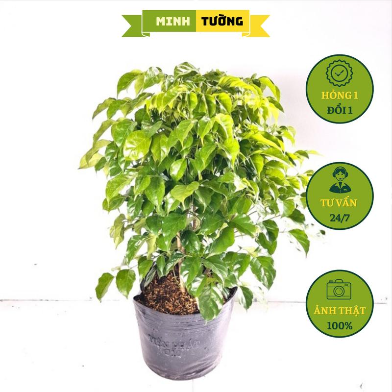 Cây Hạnh Phúc C10 - Cây Phong Thủy - Cây Cảnh Trang Trí Nhà