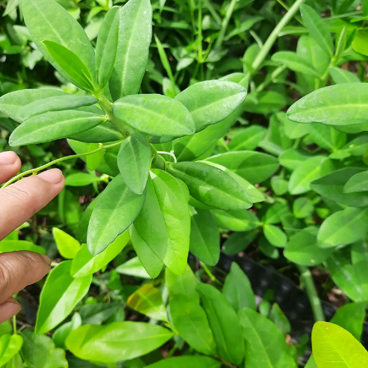 Cây giống Thạch Anh, Cây Công Đức