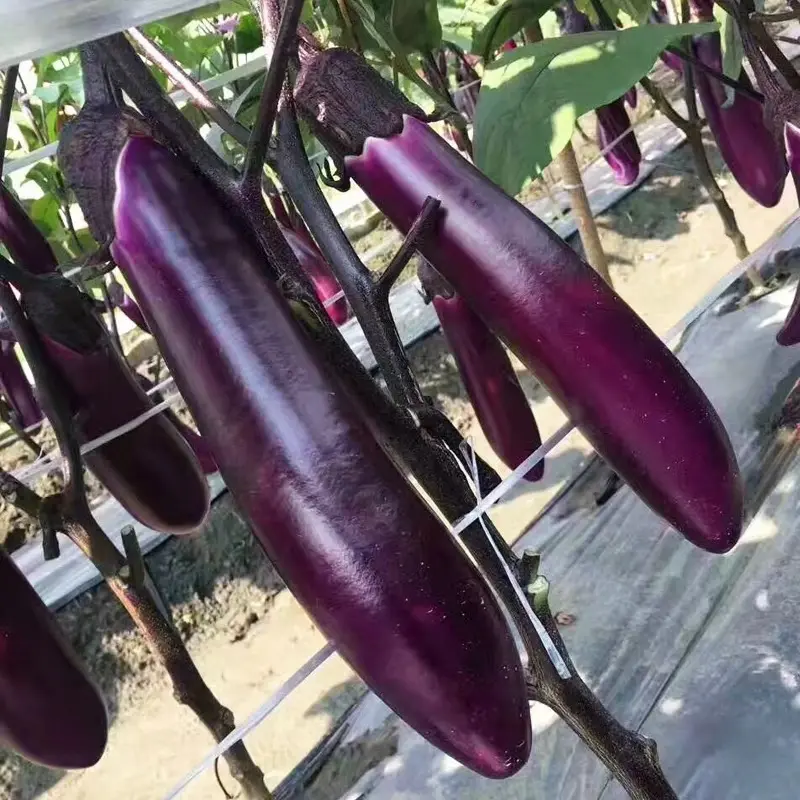 100 SEED - Long Purple Eggplant Brinjal Seed
