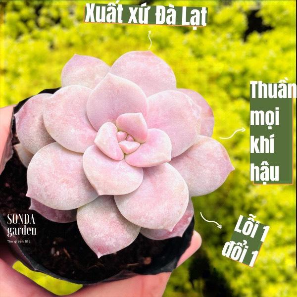 Sen đá dĩa hồng SONDA garden size bé 5-8cm, cây sen đá, sen đá đẹp trang trí nhà cửa.