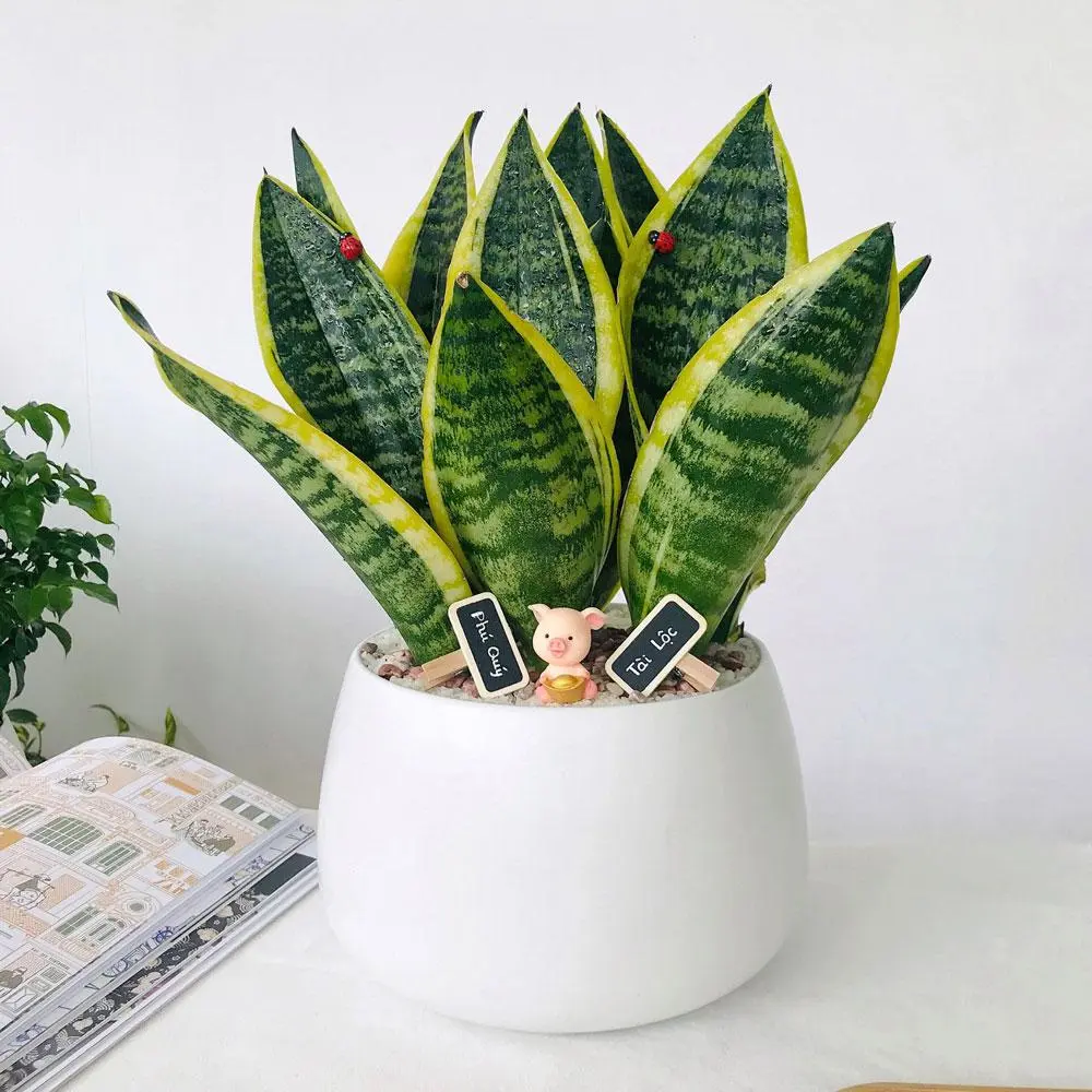 Chậu sứ kèm cây lưỡi hổ mang nhiều may mắn cho gia chủ, giúp thanh lọc không khí