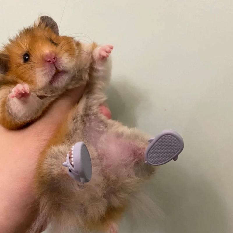 Product Introduction of Dép Lê Mini Cho Chuột Hamster, Dép Cá Mập, Thiết Kế Hoạt Hình Dễ Thương, Đồ Trang Trí Cho Thú Cưng, Kích Thước Nhỏ (2*1cm), W0N6 29