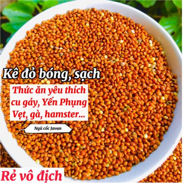 1Kg kê đỏ hạt bóng, thức ăn dành cho chim cu gáy, vẹt, hamster, gà đá, các dòng chim sẻ
