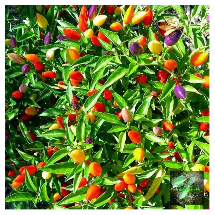 [Seeds] Hạt giống ớt ngũ săc RD825, đóng gói 0.1gr (khoảng 30 hạt)