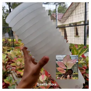 Pot Putih Ag. Pink Yulia