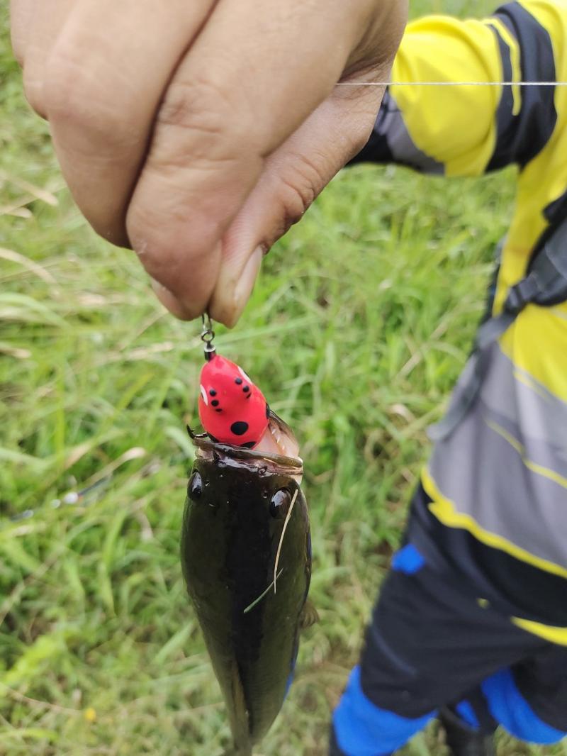 Product Introduction of Lure Soft Frog Mini umpan pancing Ukuran 3cm Berat 5grm Untuk Mancing Casting Ikan Gabus 3