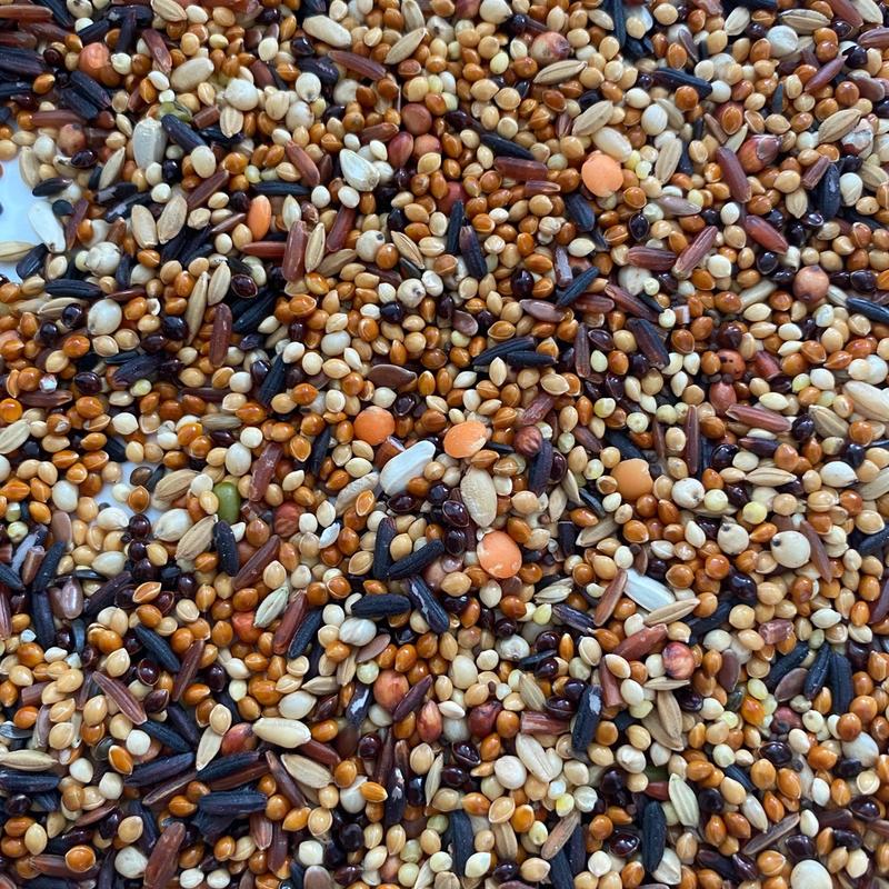 500g hạt ngũ cốc 15 loại cao cấp 100% thiên nhiên dùng làm thức ăn cho chim cu gáy bồ câu két vẹt đa đa...