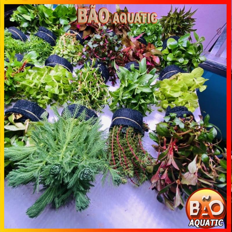 Product Introduction of Cây thủy sinh Lá Cạn phổ biến dễ trồng không cần co2 phát triển nhanh chưa bao gồm phân nền 26