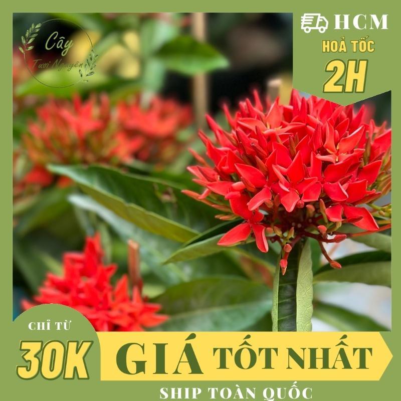 CÂY HOA TRANG MỸ ĐỎ, siêu hoa ,(cao 30cm), Hoa giống cảnh sân vườn, ban công, dễ trồng GIÁ RẺ nở bền, Cây Tươi Nguyên giống  hoa