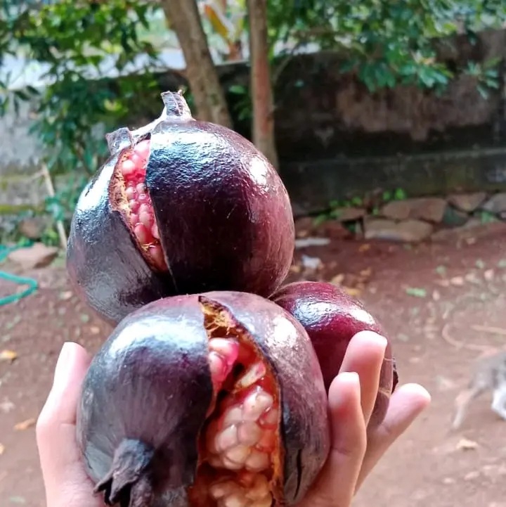 Buah Delima Hitam Asli Muria Zuriat untuk Kesehatan dan Kehamilan - Makanan, Anggur, Mangga, Frozen, Gula Manis 1