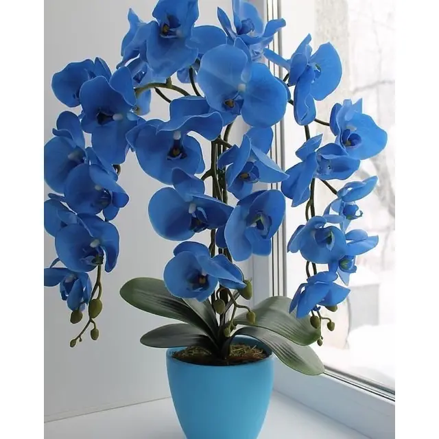 Seedling Anggrek Dendrobium Blue - Biru - Bunga Hias Anggrek - Tanaman Hidup - Bunga Hidup