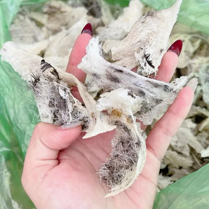 Tổ Yến Thô Bể có nhiều chân yến - TẶNG KÈM TÁO ĐỎ, HẠT CHIA, NHÍP - thực phẩm hổ trợ sức khoẻ ( TIỆM YẾN NHA AN )